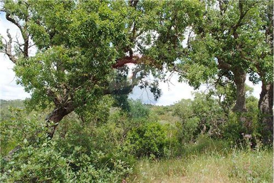 Terreno para Venda em São Luis Foto 4