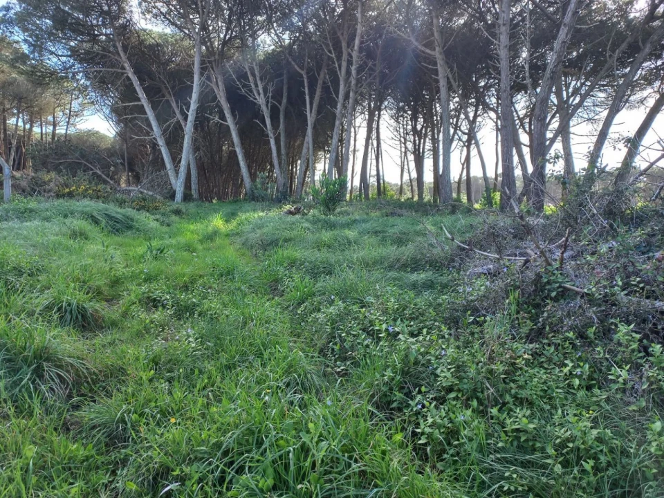 Terreno Agricola ou Rústico para Venda em Cacém e São Marcos Foto 10