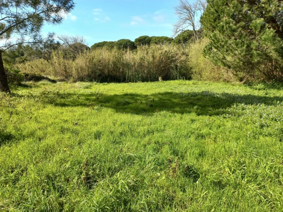 Terreno Agricola ou Rústico para Venda em Cacém e São Marcos Foto 14