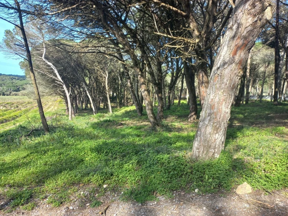 Terreno Agricola ou Rústico para Venda em Cacém e São Marcos Foto 3