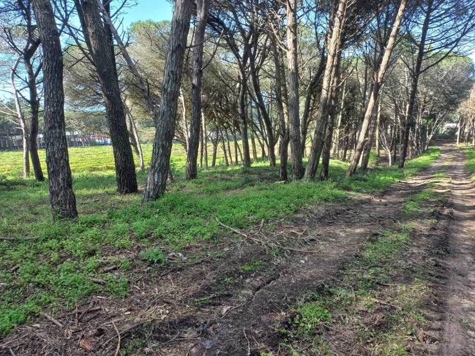 Terreno Agricola ou Rústico para Venda em Cacém e São Marcos Foto 4