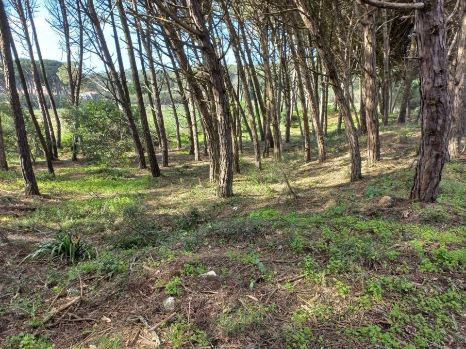Terreno Agricola ou Rústico para Venda em Cacém e São Marcos Foto 7