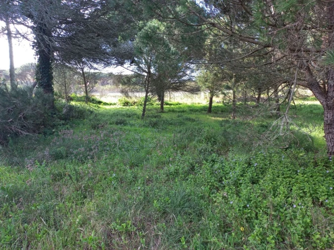Terreno Agricola ou Rústico para Venda em Cacém e São Marcos Foto 11