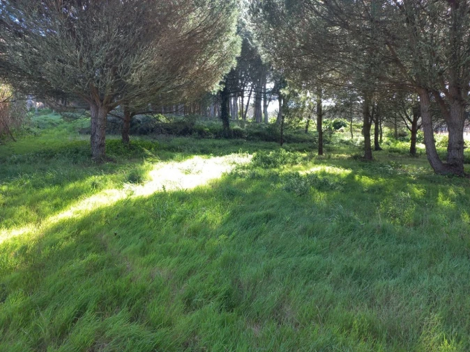 Terreno Agricola ou Rústico para Venda em Cacém e São Marcos Foto 13