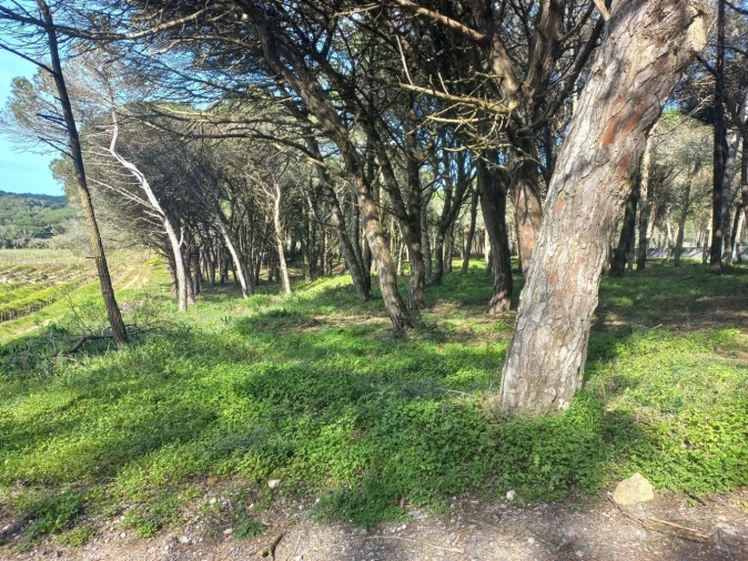 Terreno Agricola ou Rústico para Venda em Cacém e São Marcos Foto 3