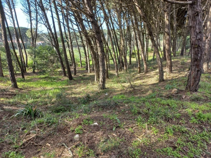 Terreno Agricola ou Rústico para Venda em Cacém e São Marcos Foto 7