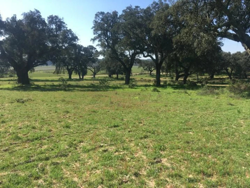 Terreno Agricola ou Rústico para Venda em Poceirão e Marateca Foto 10