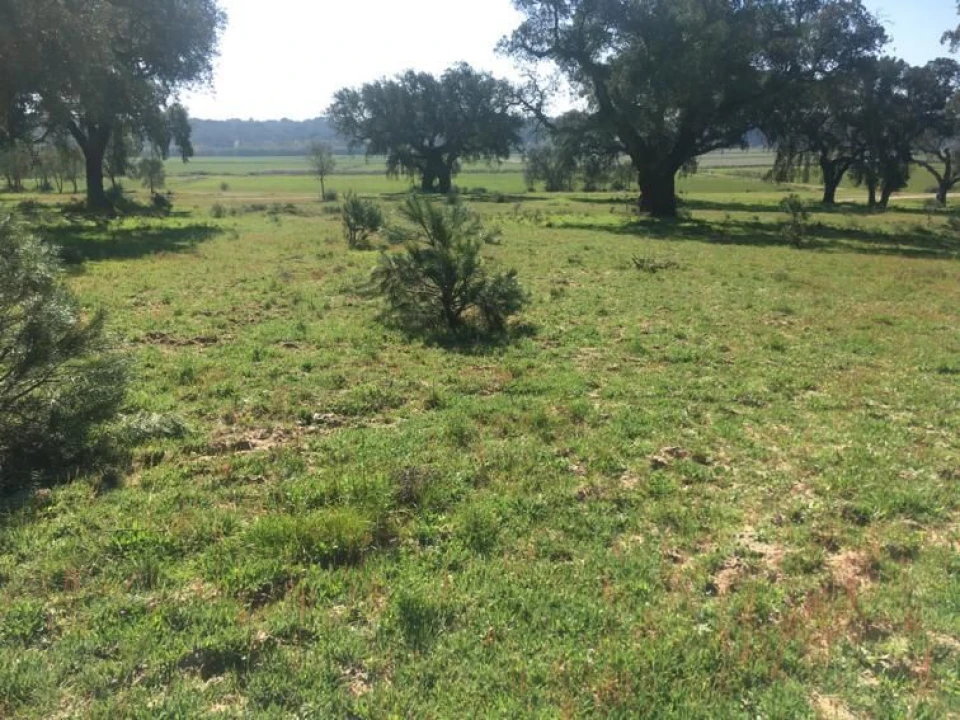 Terreno Agricola ou Rústico para Venda em Poceirão e Marateca Foto 11