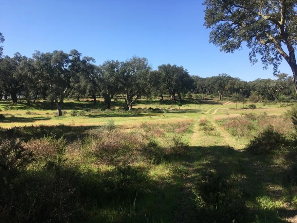 Terreno Agricola ou Rústico para Venda em Poceirão e Marateca Foto 1