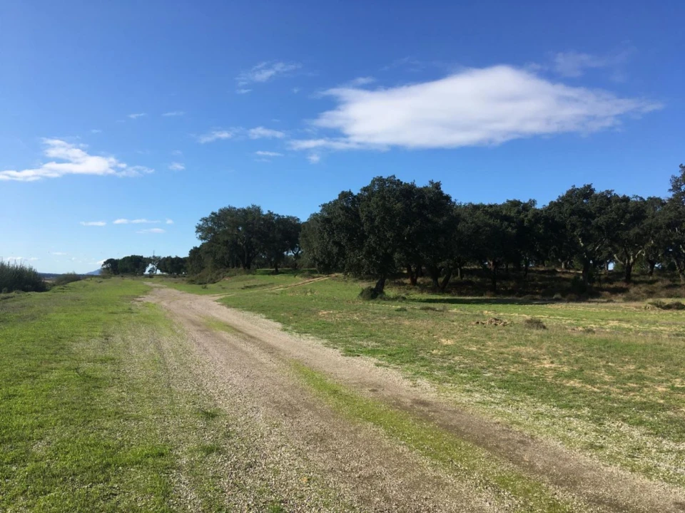 Terreno Agricola ou Rústico para Venda em Poceirão e Marateca Foto 4