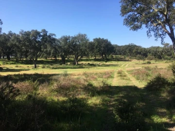 Terreno Agricola ou Rústico para Venda em Poceirão e Marateca