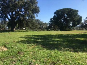 Terreno Agricola ou Rústico para Venda em Poceirão e Marateca