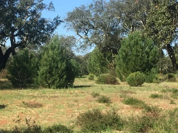 Terreno Agricola ou Rústico para Venda em Poceirão e Marateca