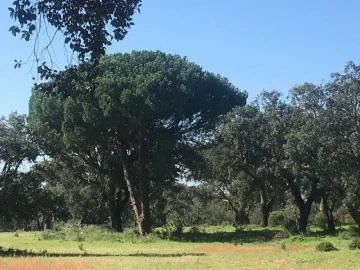Terreno Agricola ou Rústico para Venda em Poceirão e Marateca