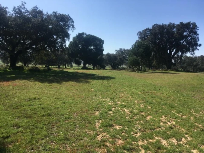 Terreno Agricola ou Rústico para Venda em Poceirão e Marateca Foto 15