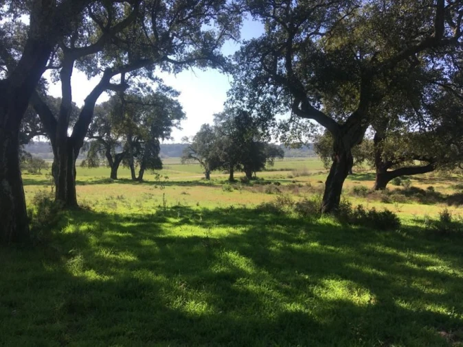 Terreno Agricola ou Rústico para Venda em Poceirão e Marateca Foto 8