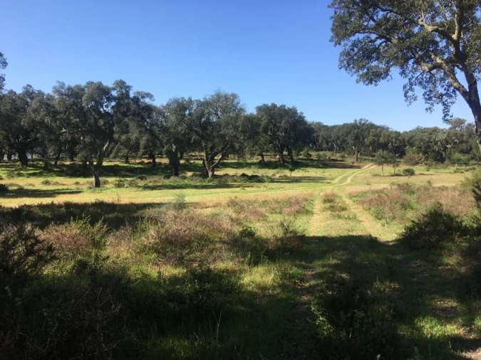 Terreno Agricola ou Rústico para Venda em Poceirão e Marateca