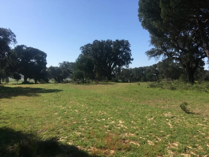 Terreno Agricola ou Rústico para Venda em Poceirão e Marateca Foto 16