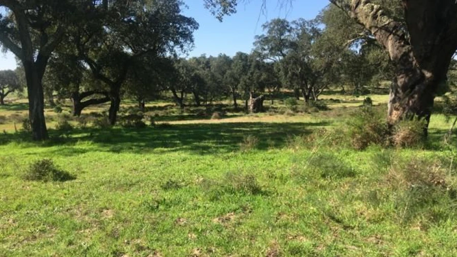 Terreno Agricola ou Rústico para Venda em Poceirão e Marateca