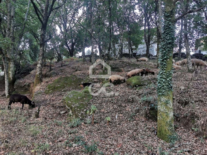 Quinta T3 para Venda em Rossas Foto 6