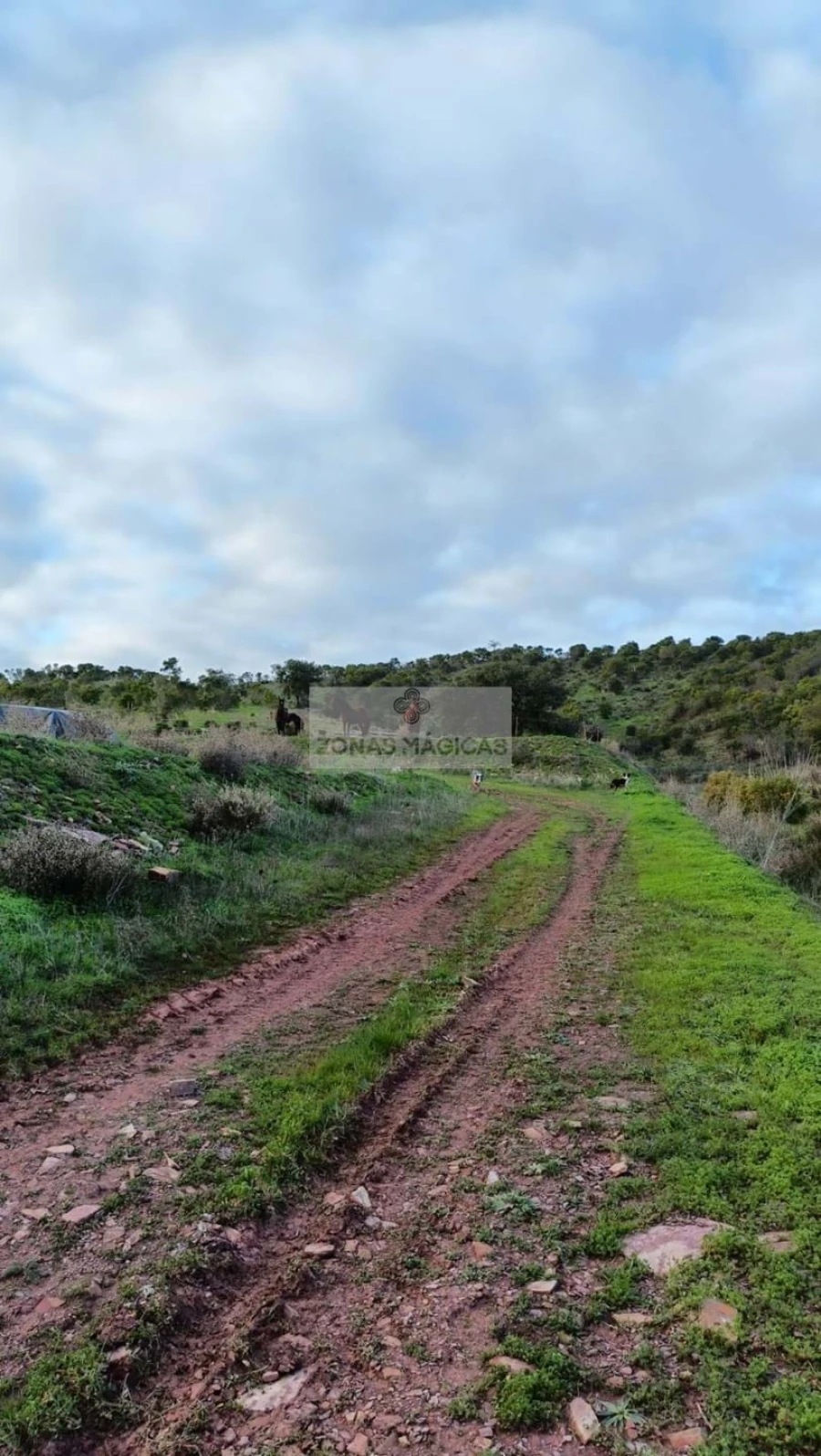 Terreno para Venda em Lagos (São Sebastião e Santa Maria) Foto 5