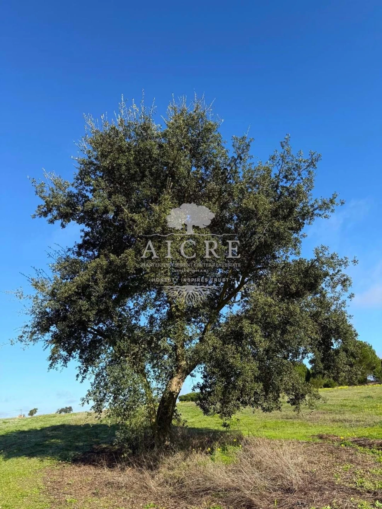 Terreno para Venda em Canha Foto 7