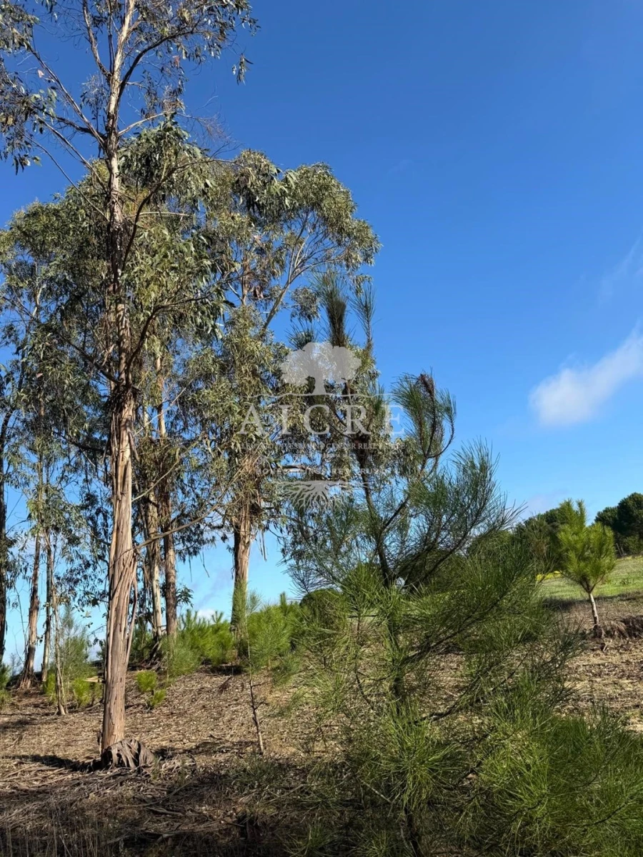 Terreno para Venda em Canha Foto 17
