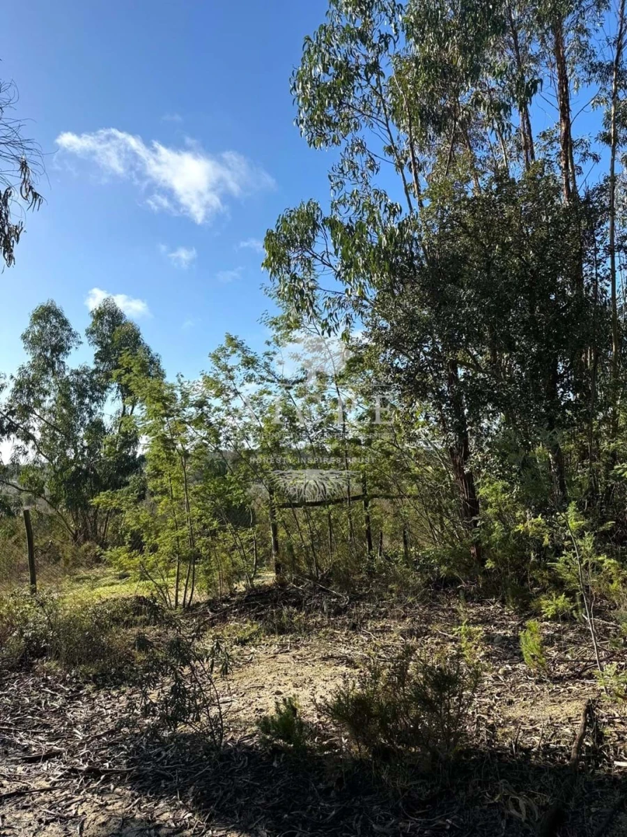 Terreno para Venda em Canha Foto 15