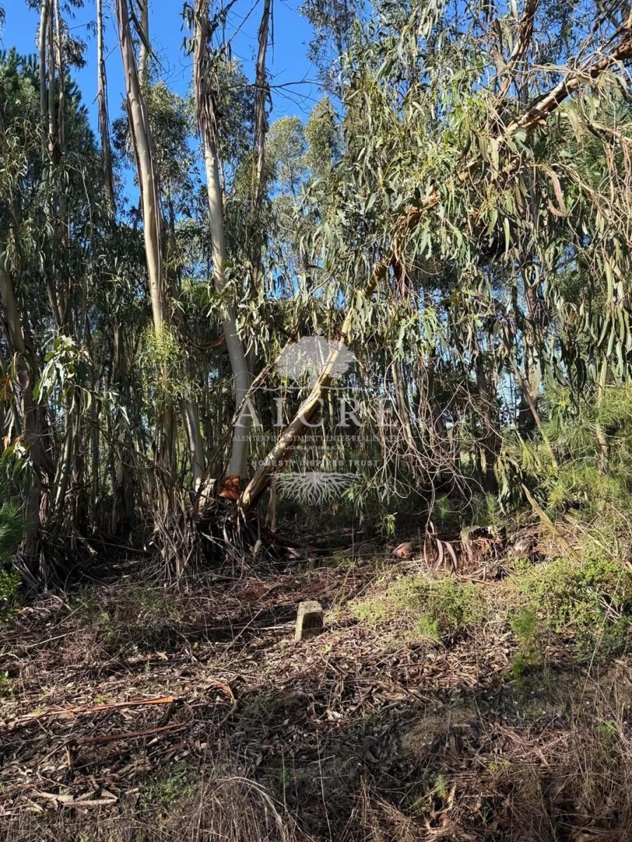 Terreno para Venda em Canha Foto 18