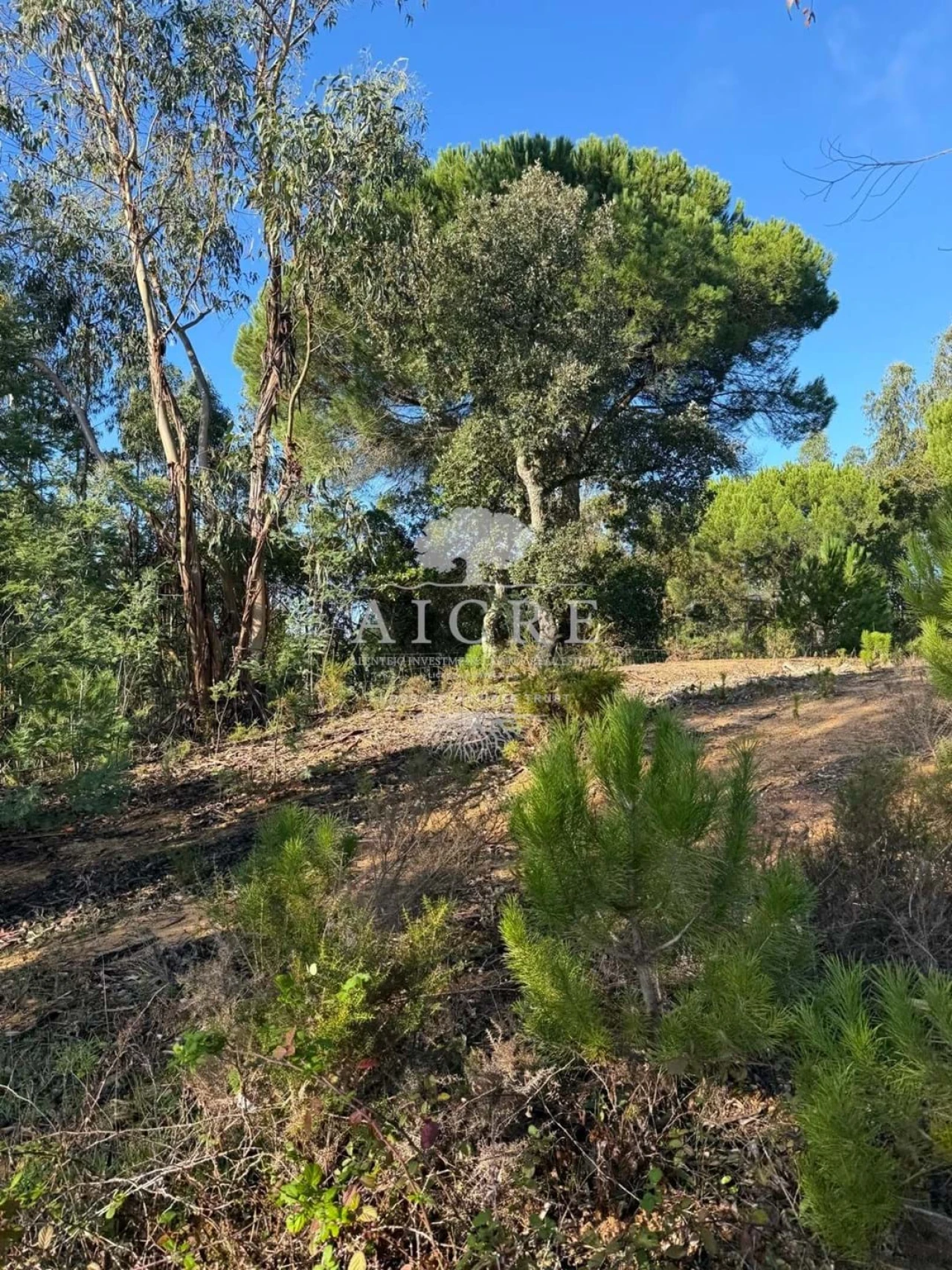 Terreno para Venda em Canha Foto 8