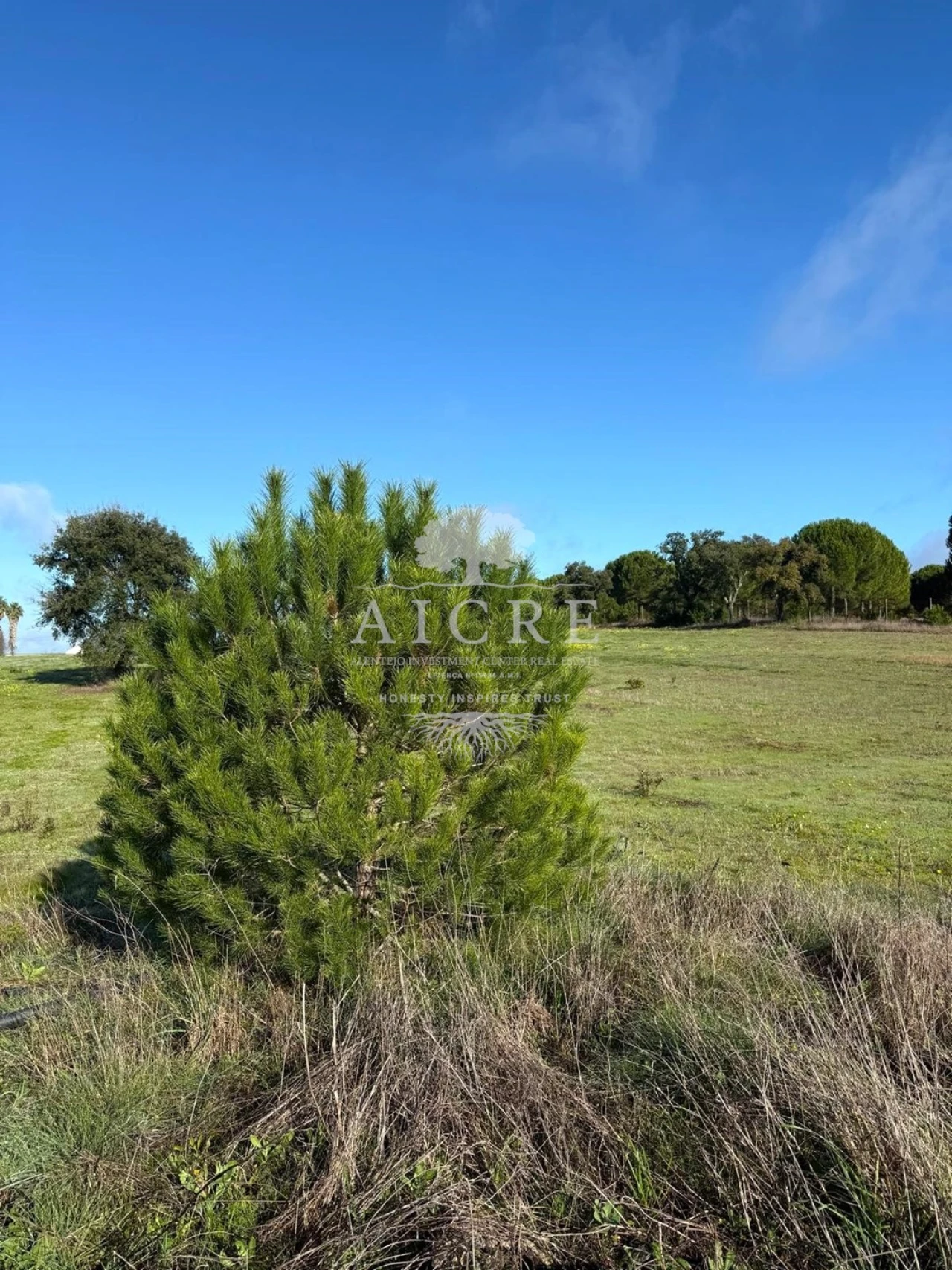 Terreno para Venda em Canha Foto 23