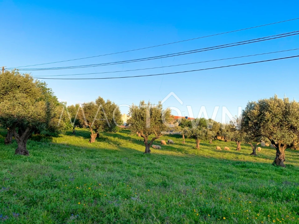 Terreno para Venda em Alcanena e Vila Moreira Foto 2