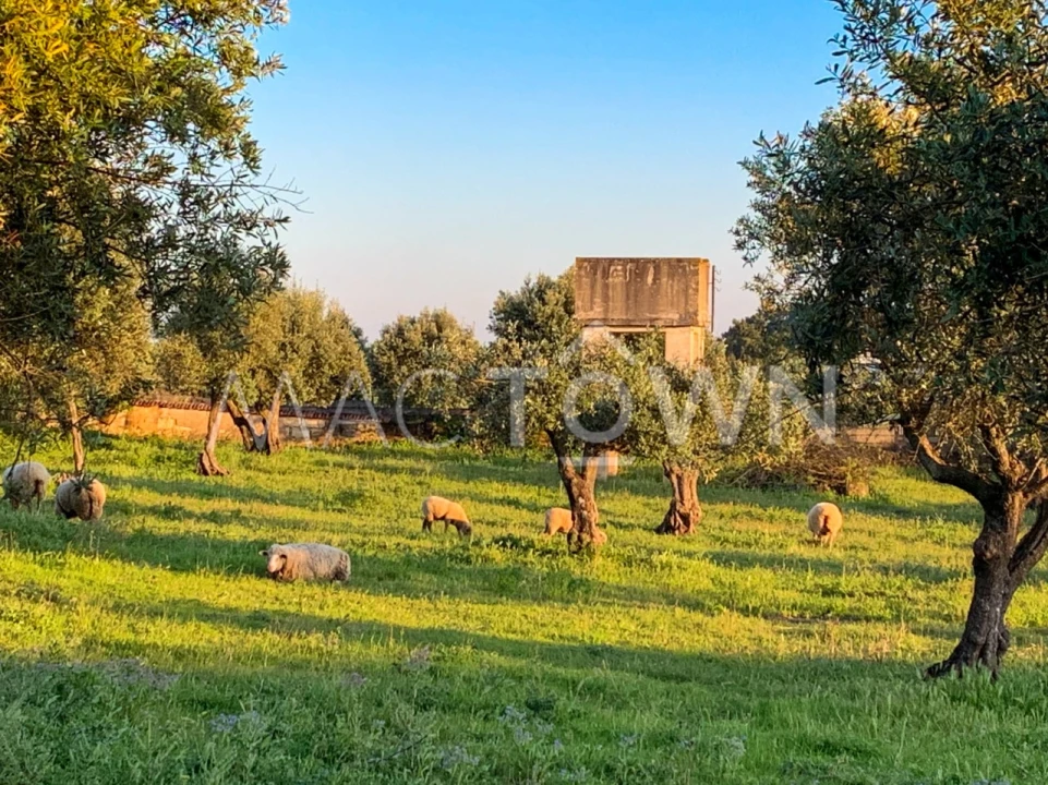 Terreno para Venda em Alcanena e Vila Moreira Foto 1
