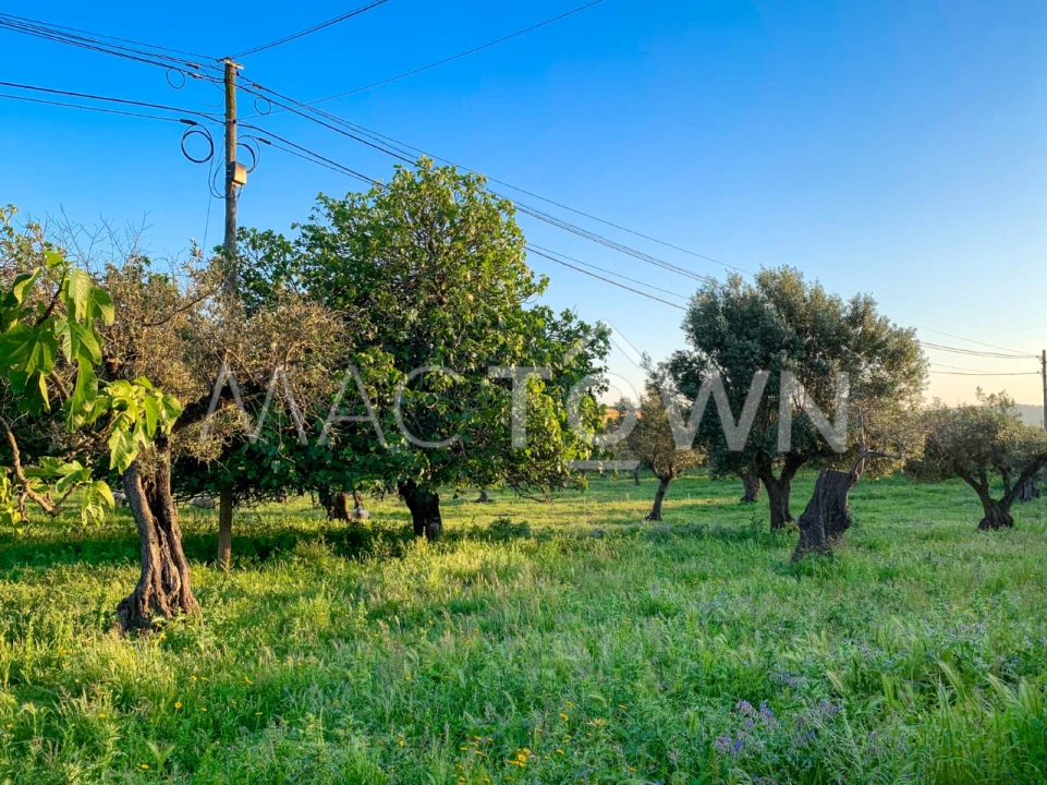 Terreno para Venda em Alcanena e Vila Moreira Foto 9