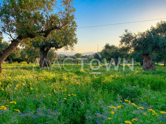 Terreno para Venda em Alcanena e Vila Moreira Foto 3