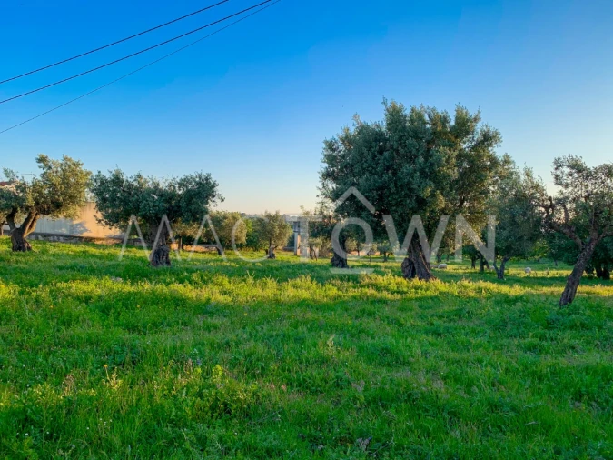 Terreno para Venda em Alcanena e Vila Moreira Foto 4