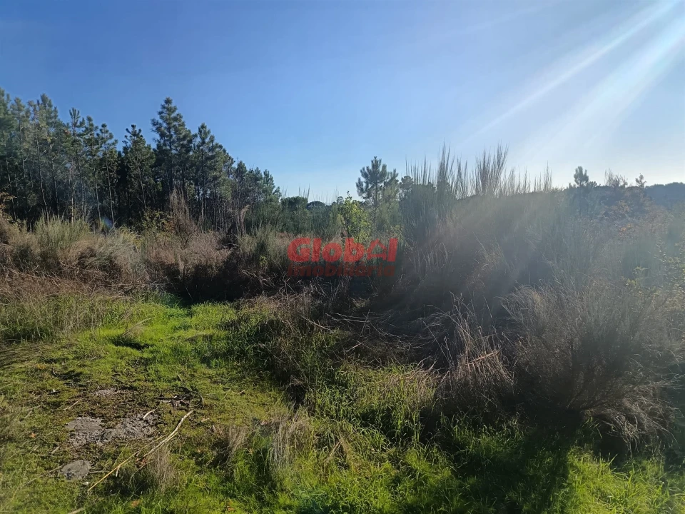 Terreno para Venda em Repeses e São Salvador Foto 1