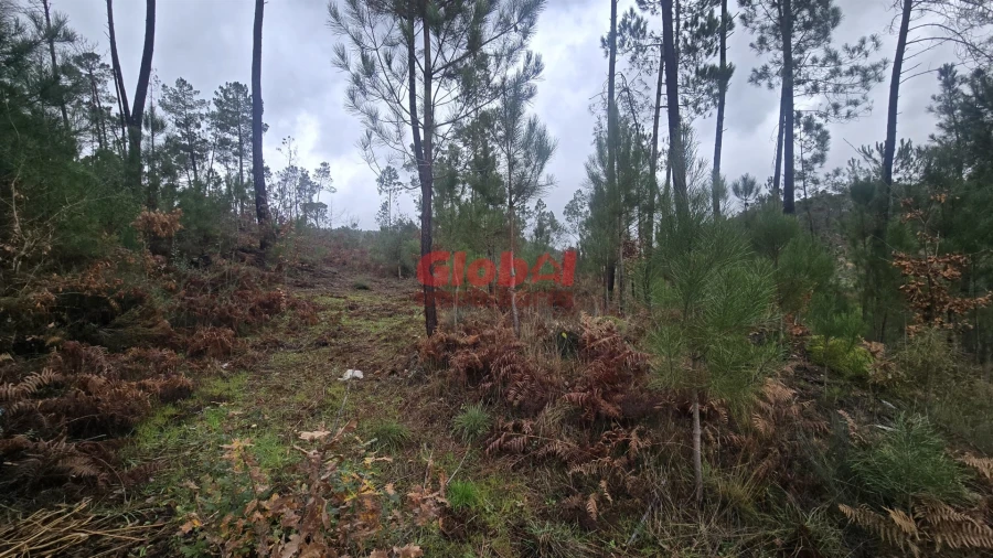 Terreno Agricola ou Rústico para Venda em Santos Evos Foto 3