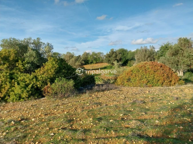 Terreno Misto para Venda em Albufeira e Olhos de Água Foto 33