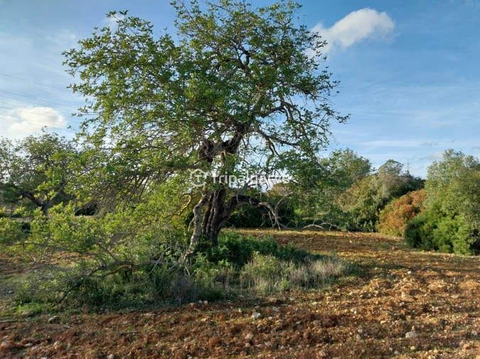Terreno Misto para Venda em Albufeira e Olhos de Água Foto 35