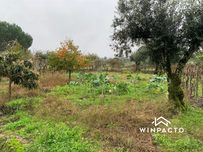 Quinta T0 para Venda em Canas de Senhorim Foto 13