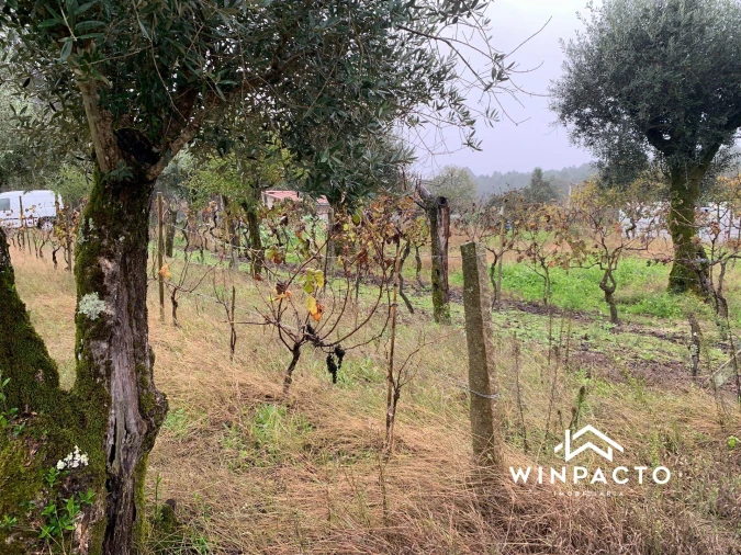 Quinta T0 para Venda em Canas de Senhorim Foto 24