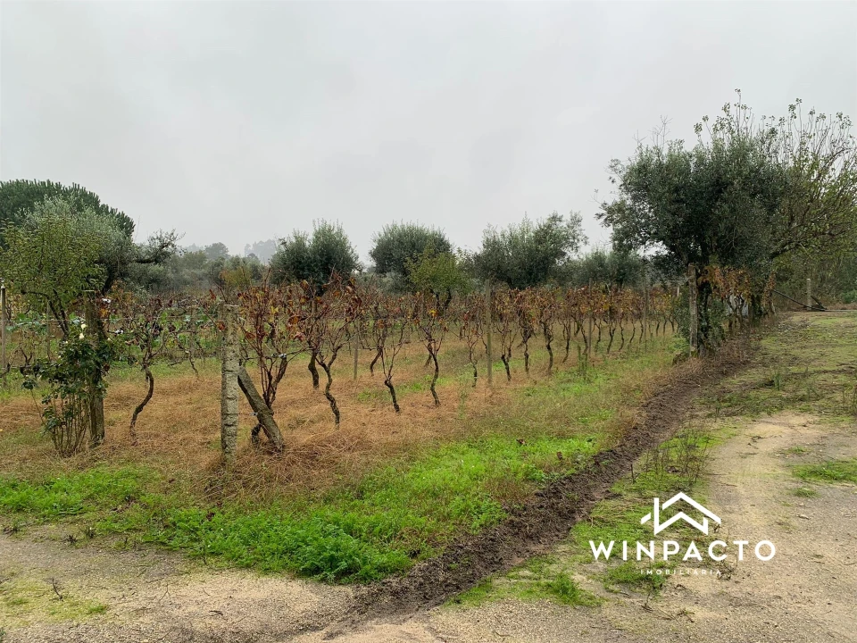 Quinta T0 para Venda em Canas de Senhorim Foto 10