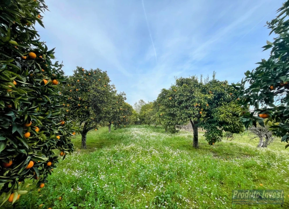 Terreno para Venda em Póvoa de Atalaia e Atalaia do Campo Foto 9