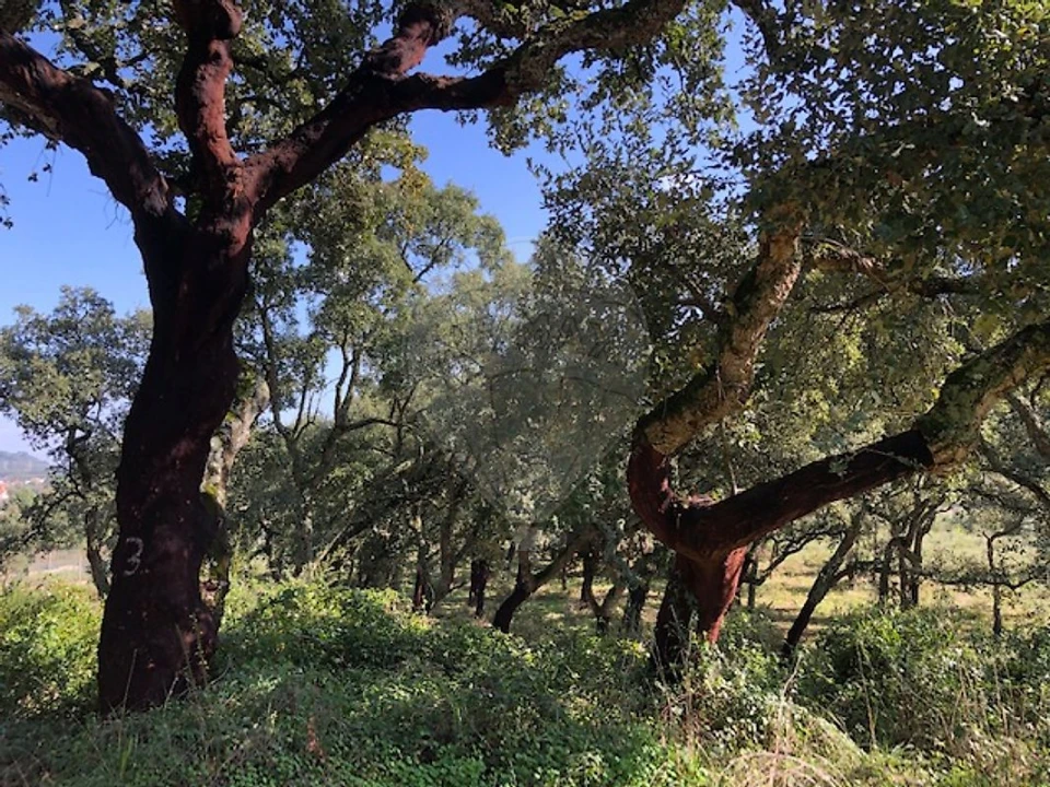 Terreno para Venda em Alcoentre Foto 1