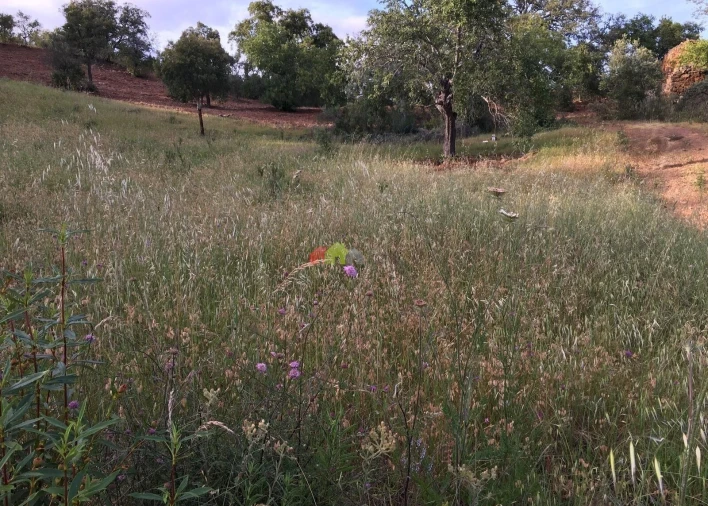 Terreno para Venda em Santa Catarina da Fonte do Bispo Foto 5