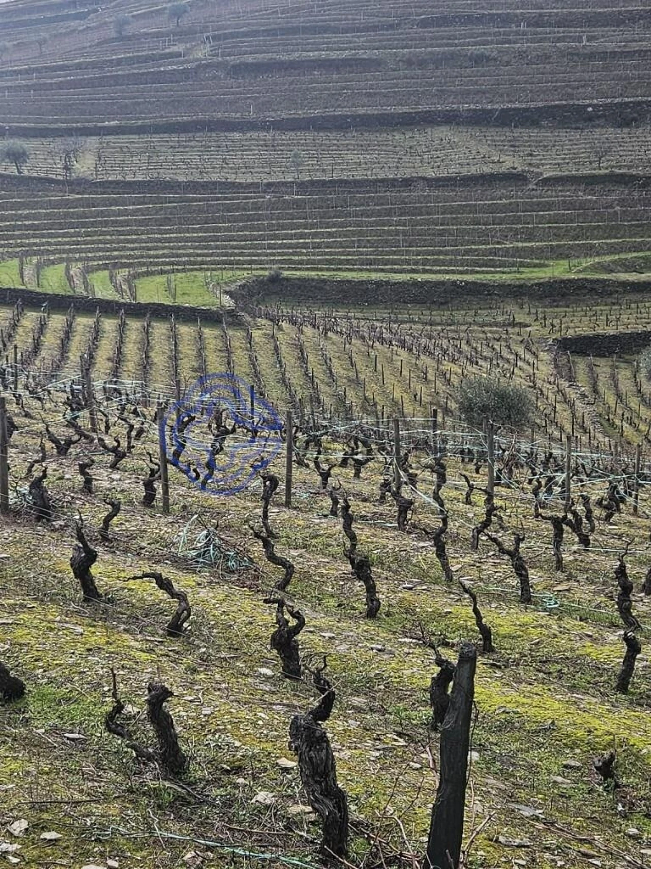 Terreno para Venda em Candedo Foto 5