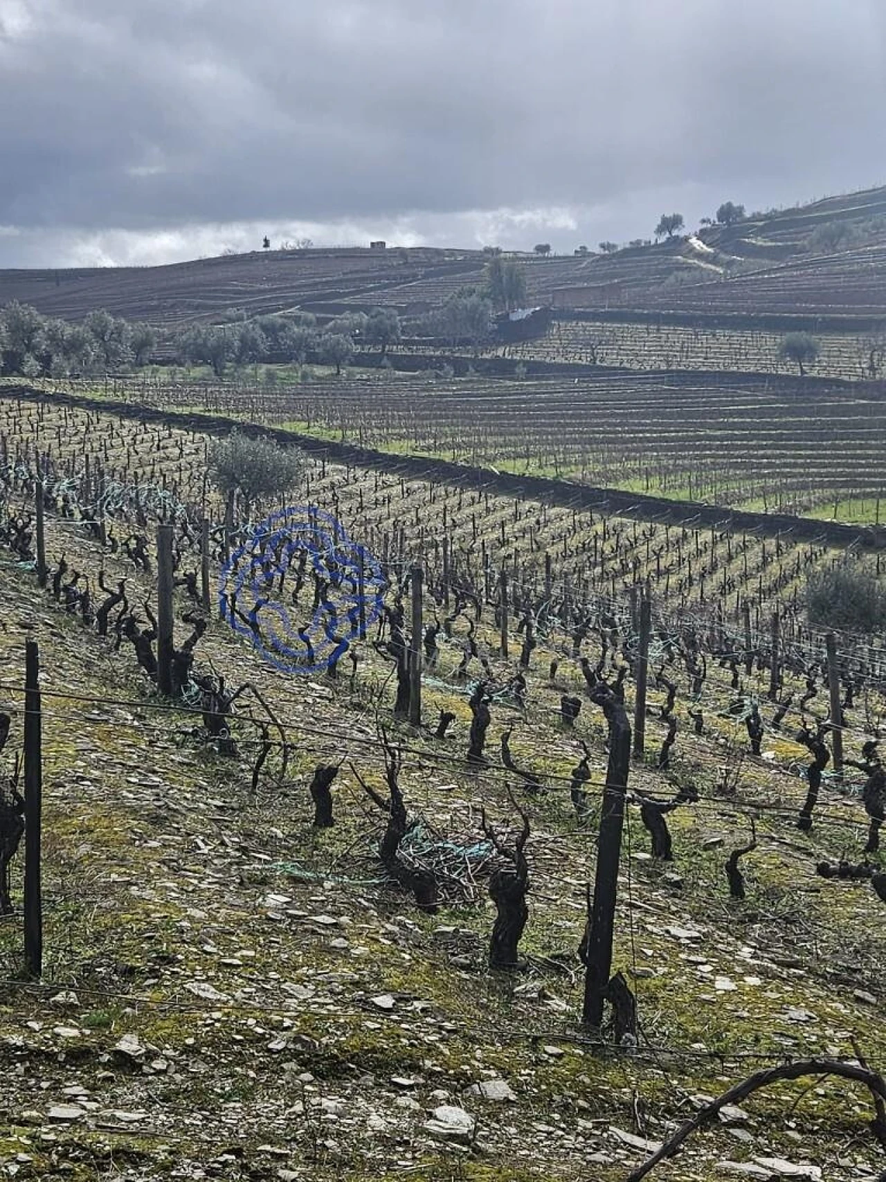 Terreno para Venda em Candedo Foto 9