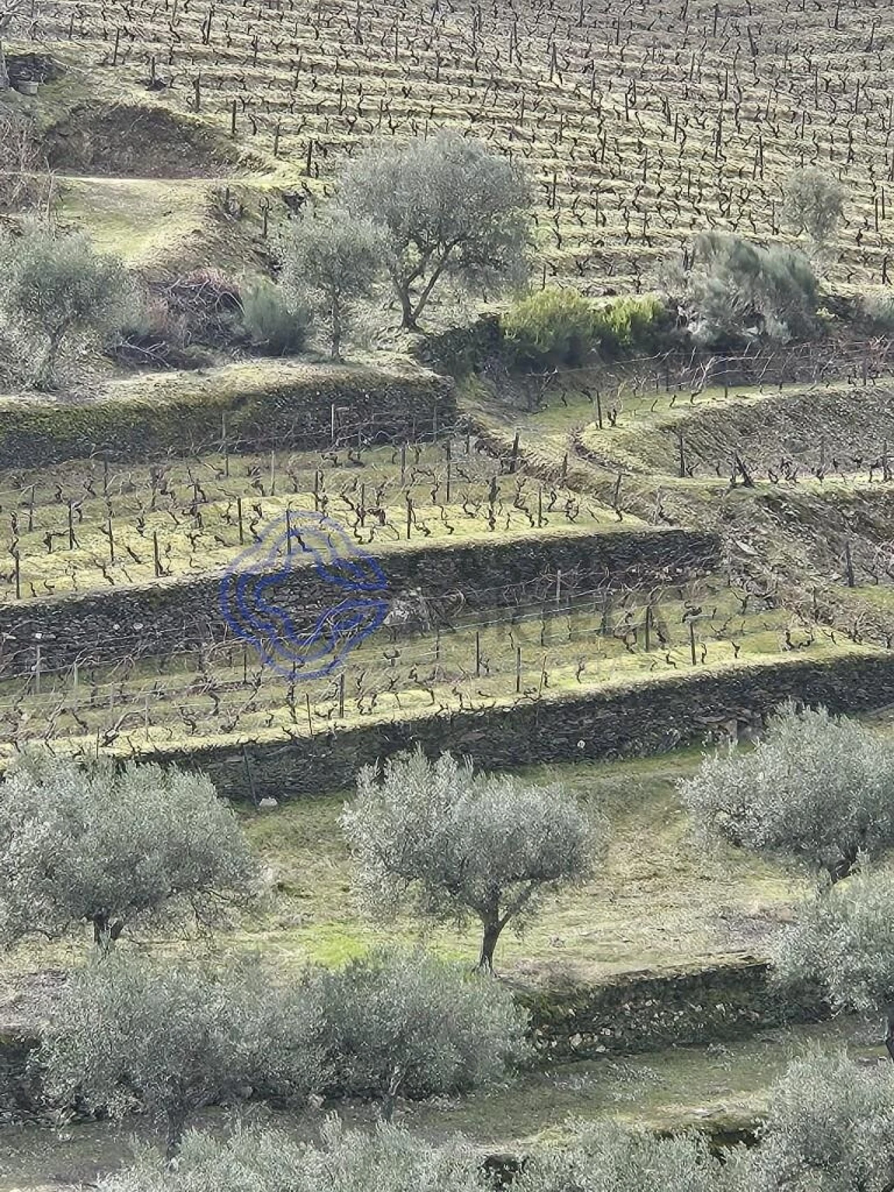 Terreno para Venda em Candedo Foto 10