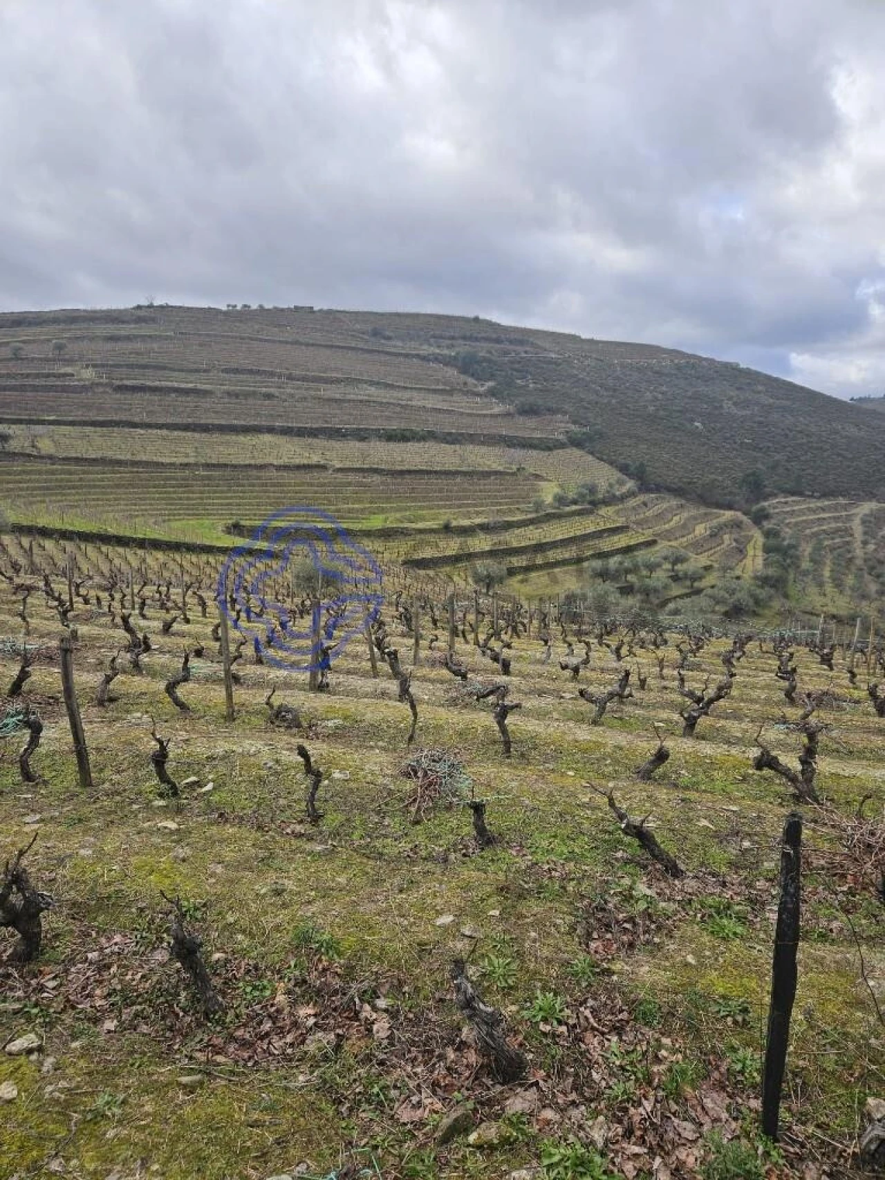 Terreno para Venda em Candedo Foto 26